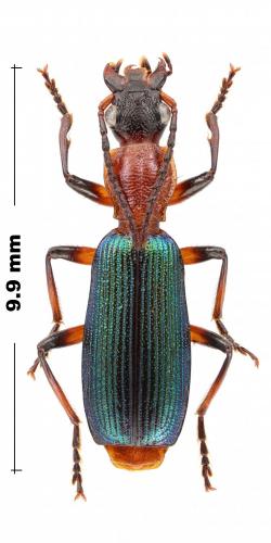 Calleida ruficollis
